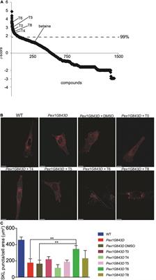 The Nitric Oxide Donor, S-Nitrosoglutathione, Rescues Peroxisome Number and Activity Defects in PEX1G843D Mild Zellweger Syndrome Fibroblasts